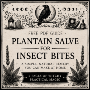 Free Plantain Salve Recipe PDF digital download featuring a botanical herbal guide for making plantain infused oil and soothing salve for insect bites.