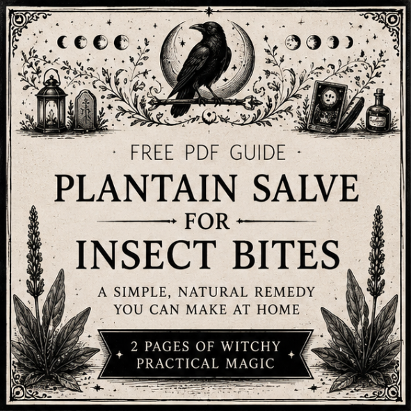 Free Plantain Salve Recipe PDF digital download featuring a botanical herbal guide for making plantain infused oil and soothing salve for insect bites.