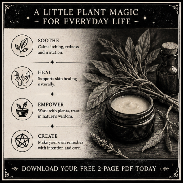 Free Plantain Salve Recipe PDF digital download featuring a botanical herbal guide for making plantain infused oil and soothing salve for insect bites.